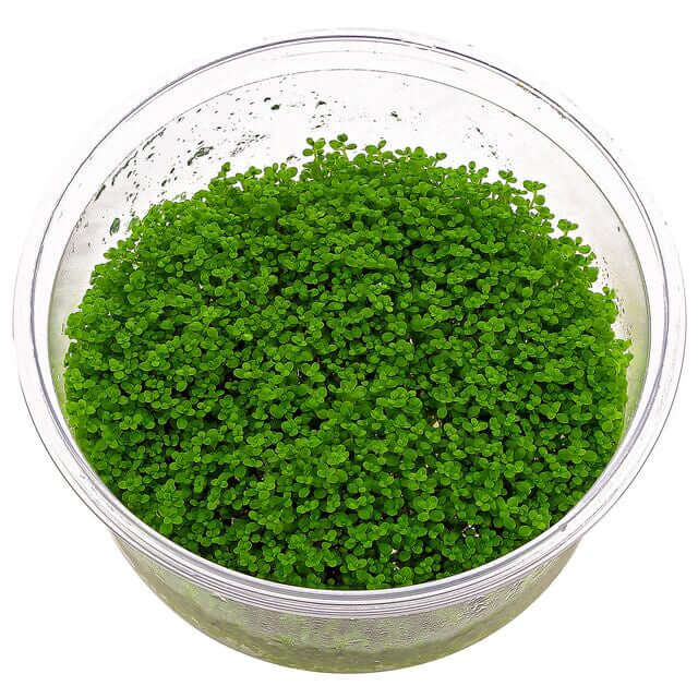 Dennerle Plants Hemianthus Callitrichoides Cuba in vitro, bright green carpeting plant in clear container.