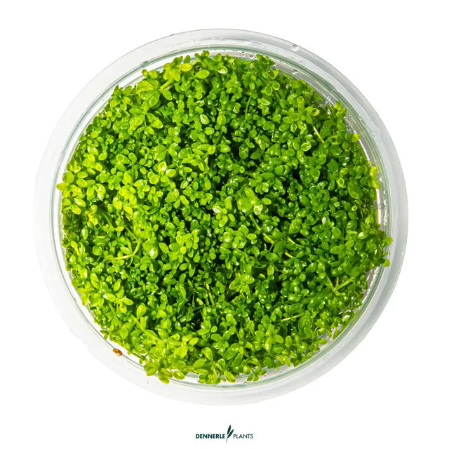 Dennerle Plants Hemianthus Callitrichoides Cuba in vitro, vibrant green carpet plant for aquascaping.
