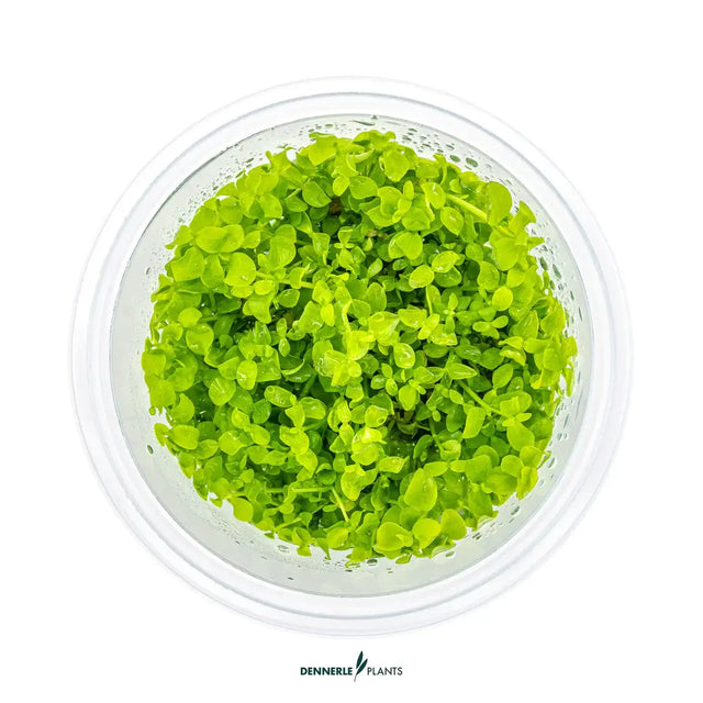 Dennerle Micranthemum Tweedie In-Vitro, vibrant green foreground aquarium plant in clear container.