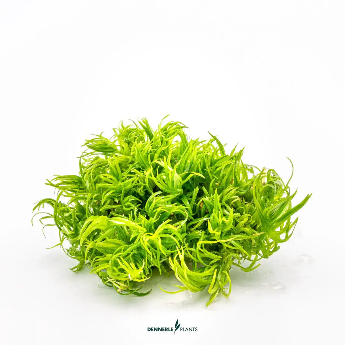 Dennerle Plants Pogostemon Deccanensis In-Vitro, delicate light green stem plant for aquascaping.