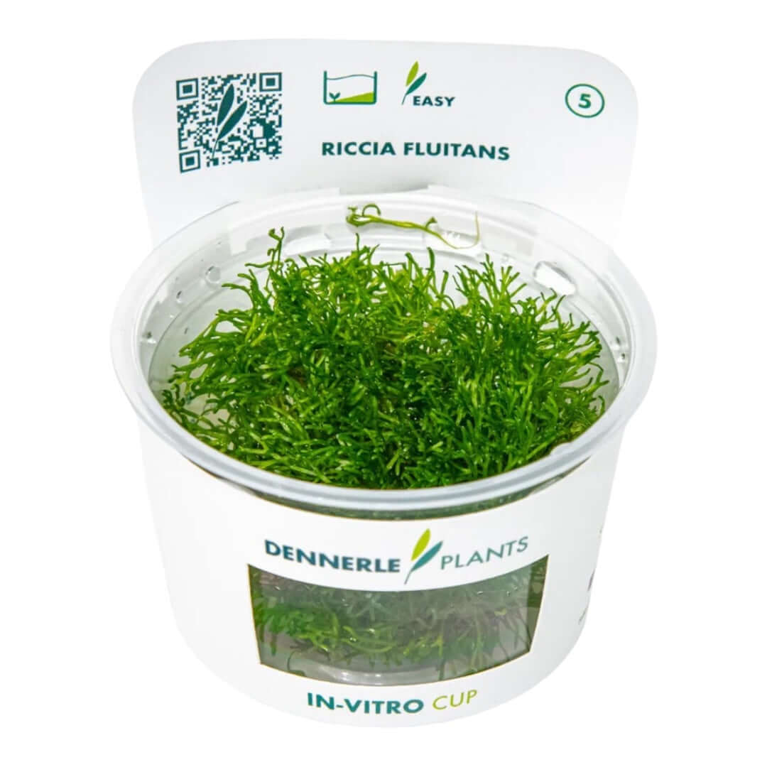 Dennerle Plants Riccia Fluitans In-Vitro cup with lush green crystalwort for aquariums.