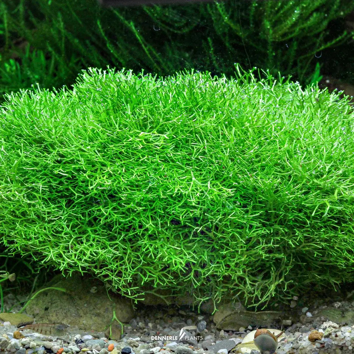 Dennerle Plants Riccia Fluitans In-Vitro lush green crystalwort ideal for aquariums and aquascaping.