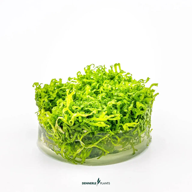 Dennerle Plants Riccia Fluitans In-Vitro Crystalwort, green floating moss perfect for aquariums and easy to care for.