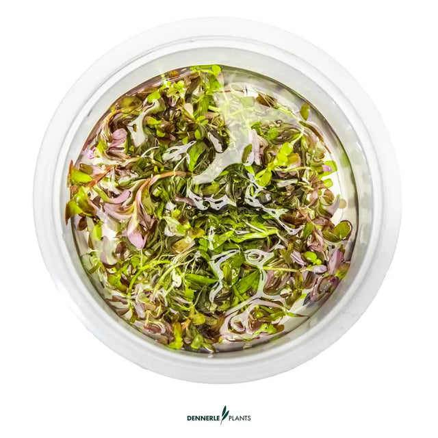 In-vitro container of Dennerle Rotala rotundifolia Blood Red aquatic plant showcasing vibrant red and green leaves.