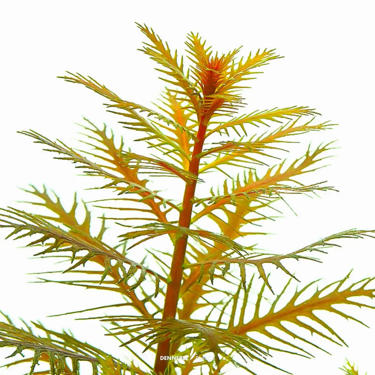 Dennerle Proserpinaca Palustris In-Vitro plant with vibrant feathery leaves against a white background.