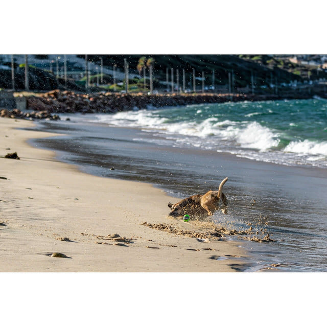 Dog playing on the beach with a playful frog fetch toy, enjoying splashes and sunshine.