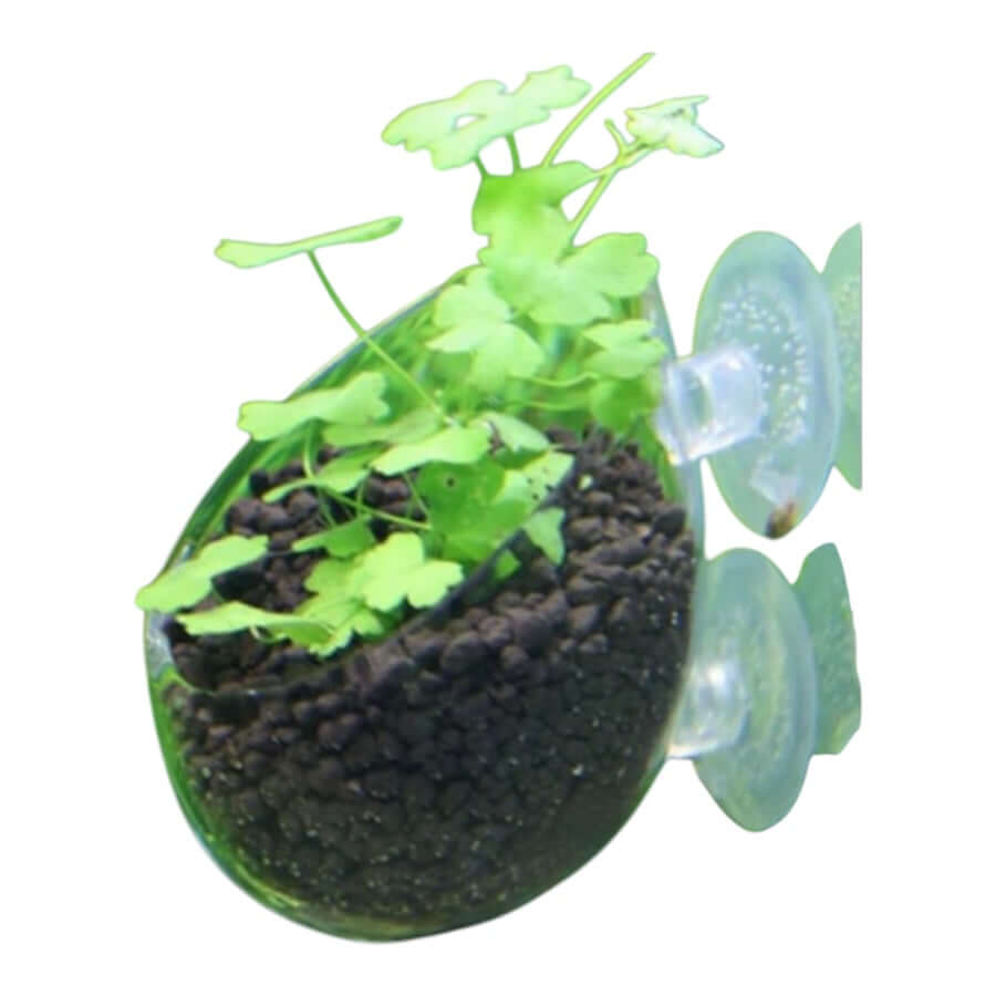 Dymax Crystal Cultivating Pot with young aquatic plants, designed to attach to aquarium walls for aquascaping.