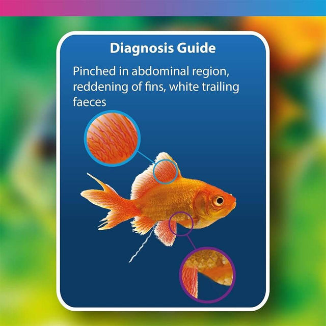 Diagnosis guide illustrating signs of fish health issues: pinched abdomen, red fins, white trailing feces.