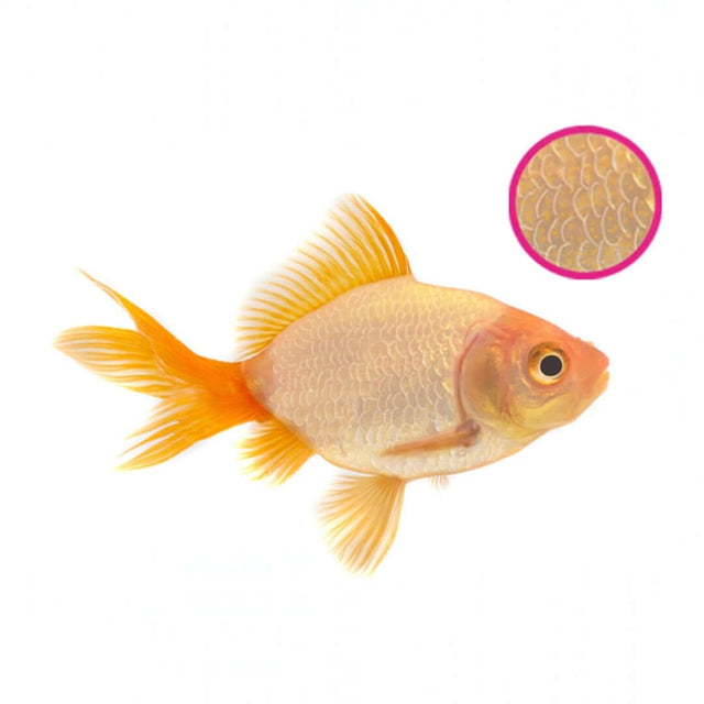 Goldfish featured with close-up of scales, illustrating NT Labs Anti-Parasite treatment for healthy aquarium care.