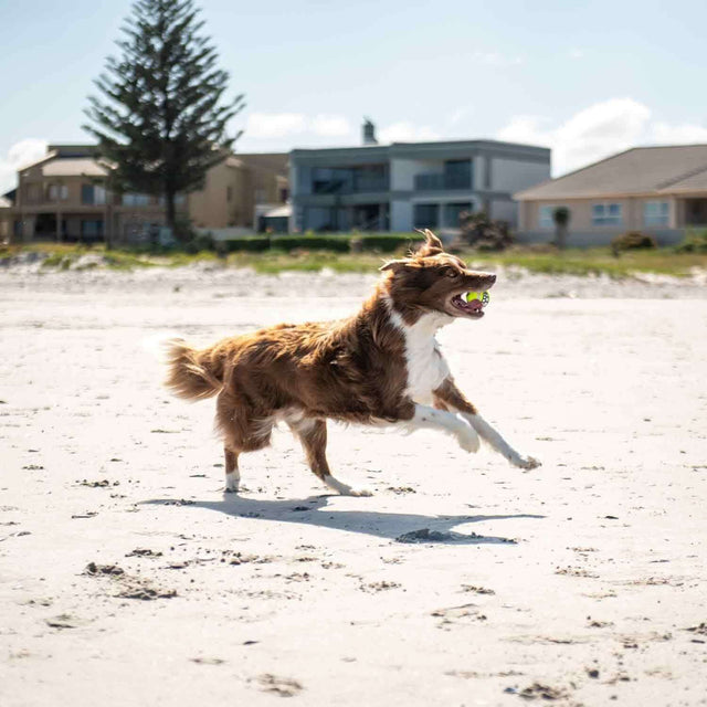 Dog running on the beach with a tennis ball, enjoying playtime outdoors for fun and exercise.