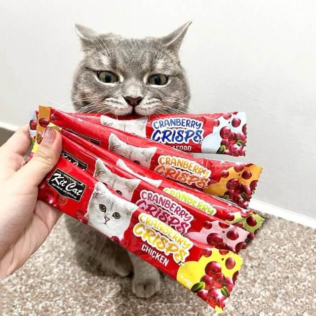 Cat holding Kit Cat Cranberry Crisps snacks, showcasing crunchy treats for urinary care and fussy eaters.