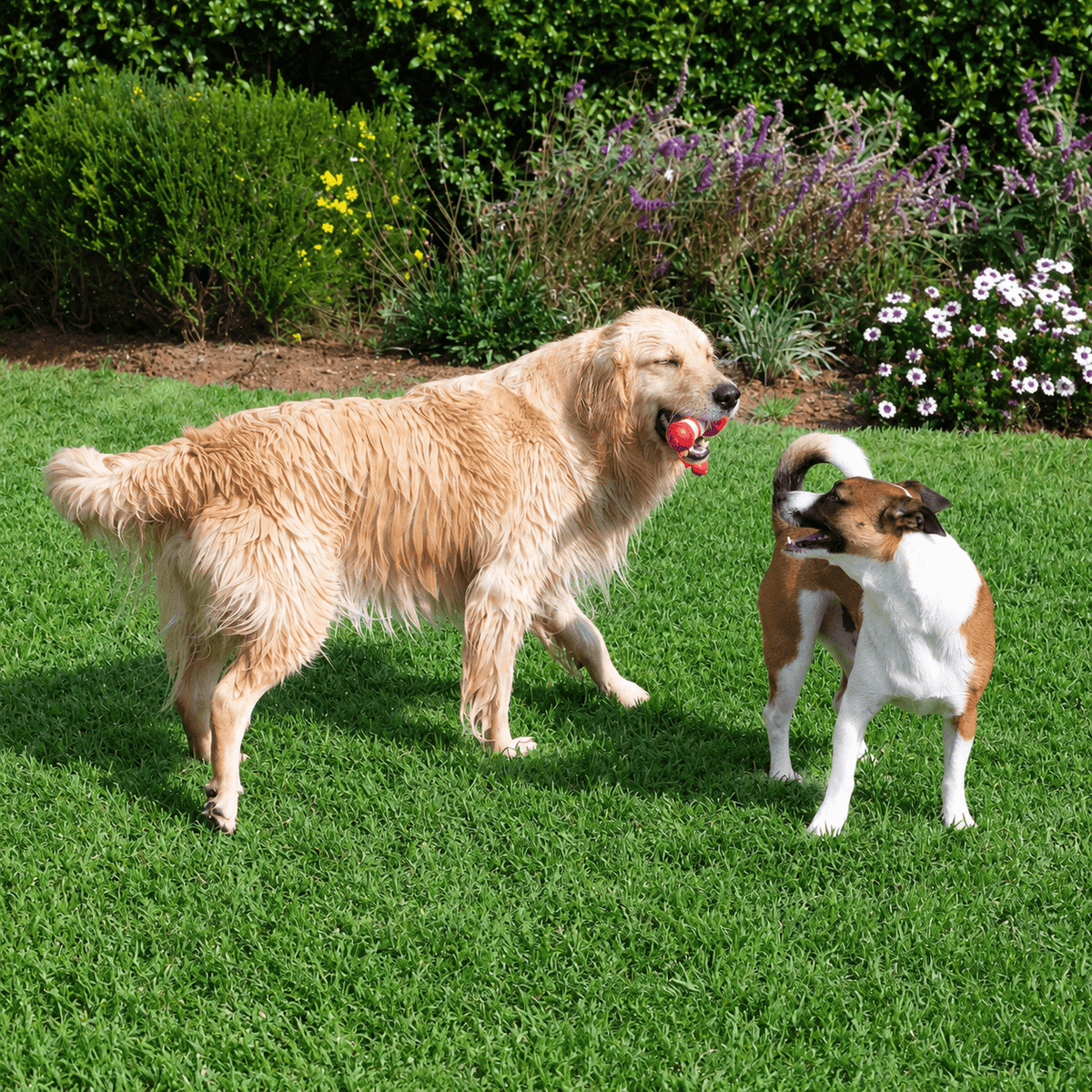 Golden retriever and small dog playing with the Rogz Small Lighthouse on the lawn