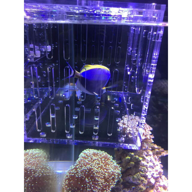 Marine Sources Fish Isolation Box with a yellow and blue fish inside, displayed in an aquarium.