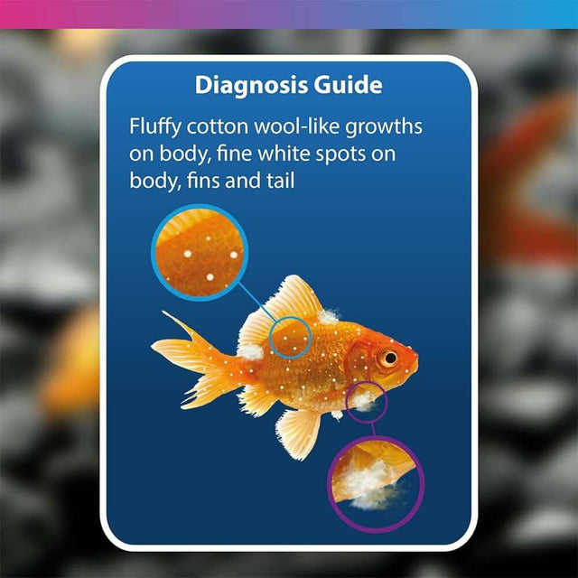 Diagnosis guide for fish health showing symptoms of white spots and fluffy cotton growths on a goldfish.