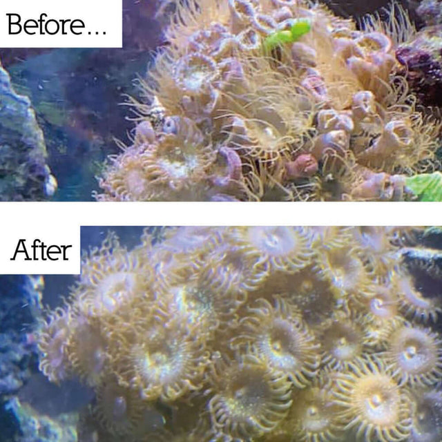 Before and after image showing effective removal of Aiptasia in a marine aquarium using NT Labs Marine Anti-Aiptasia.