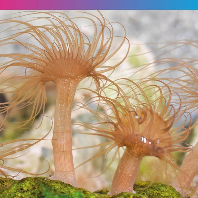 Close-up of Aiptasia anemones, marine pests in aquariums, showcasing their tentacle-like structures.