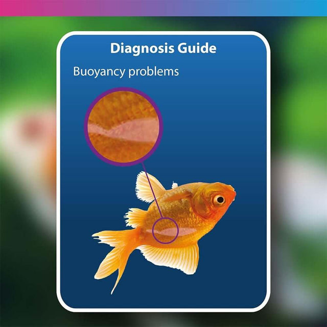 Diagnosis guide for fish buoyancy problems, showing affected area on a goldfish.