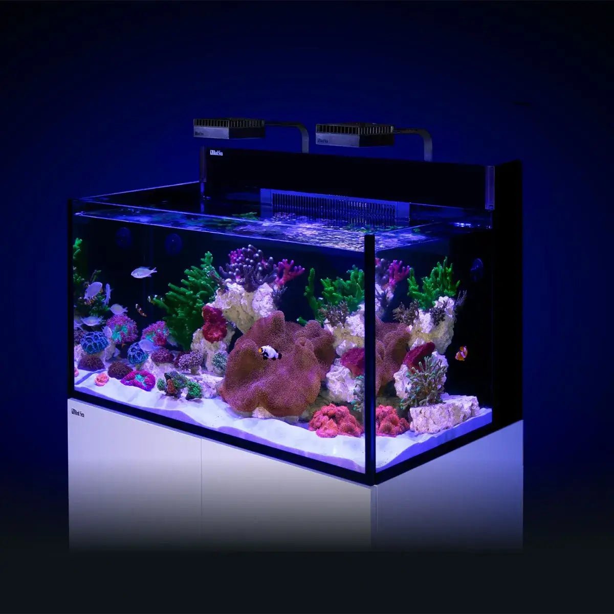 Red Sea Max NANO G2 XXL Cube complete reef aquarium system with vibrant corals and LED lighting.