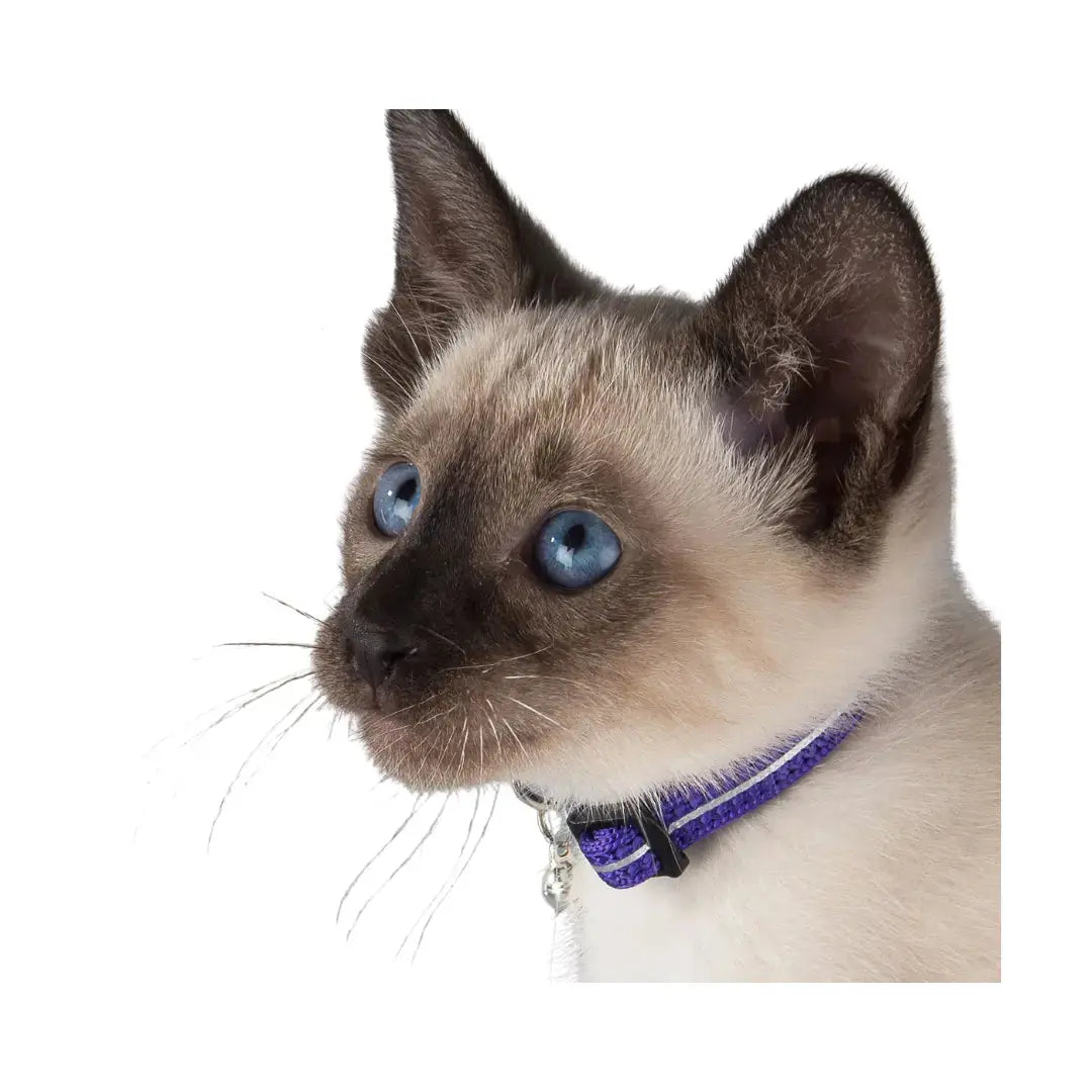 Rogz AlleyCat Kitten and Cat Collar on a cute kitten with blue eyes, showcasing adjustable safety features.