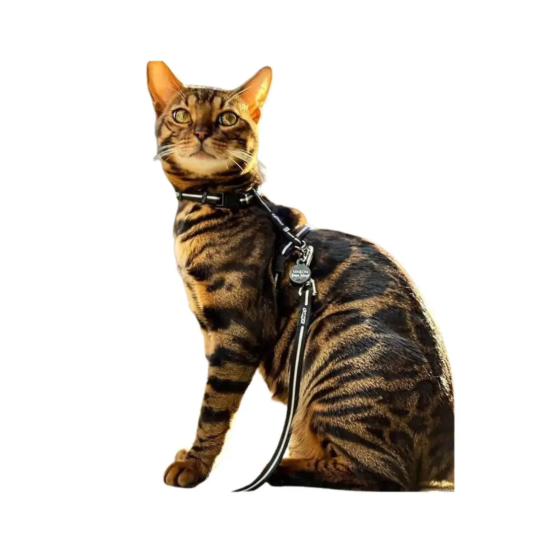 Rogz AlleyCat Kitten and Cat Harness and Lead on a stylish cat with a reflective harness and lead.
