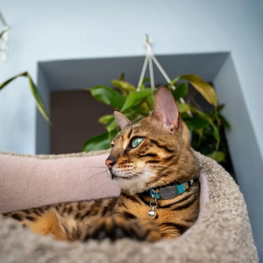 Rogz Fusion Cat Safety Collar on a relaxed Bengal cat in a cozy setting, showcasing comfort and style.