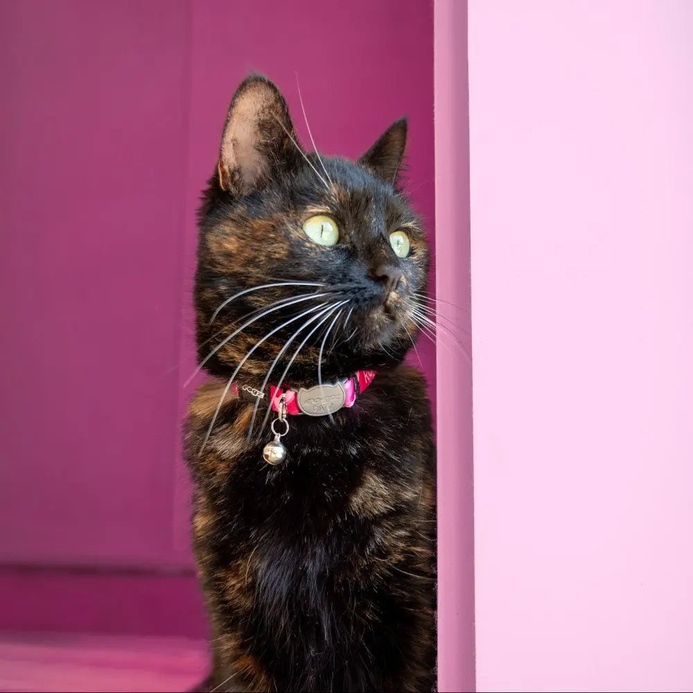 Rogz Fusion Cat Safety Collar on a tortoiseshell cat against a pink background, showcasing safety and style.