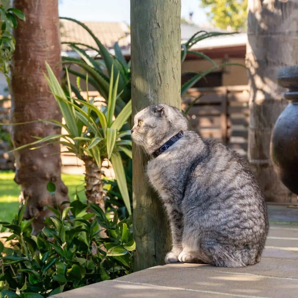 Rogz Fusion Cat Safety Collar on a playful cat sitting outdoors among greenery.