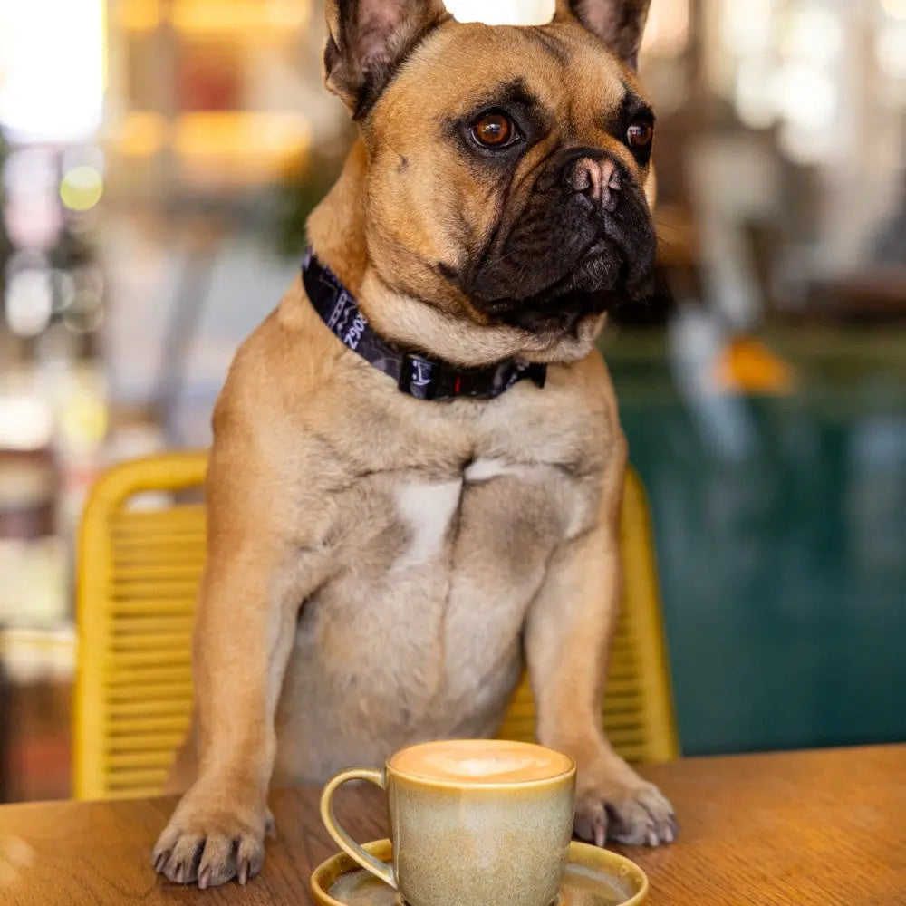French Bulldog wearing a Rogz Fusion Classic Dog Collar sitting at a table with a coffee cup.