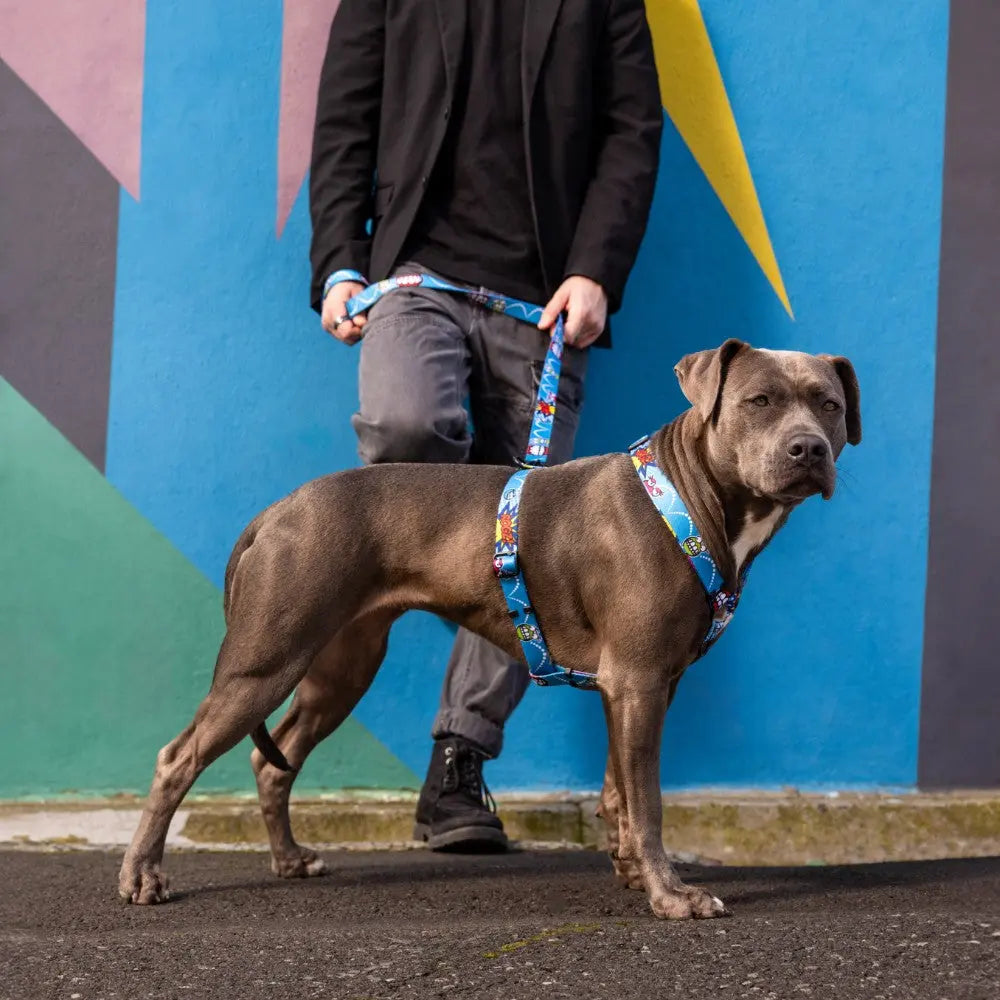 Person walking a dog with Rogz Fusion Classic Dog Lead against a colorful urban backdrop.