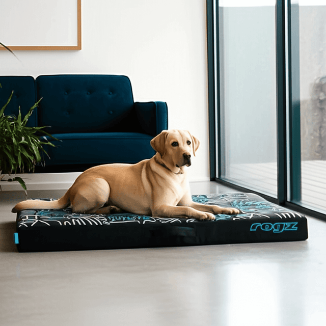 Labrador lounging on a Rogz Graphix Flat Dog Bed, showcasing its stylish design and comfort in a modern home.