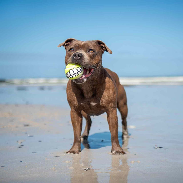 Brown dog with ROGZ Grinz tennis ball in mouth, enjoying playtime at the beach.