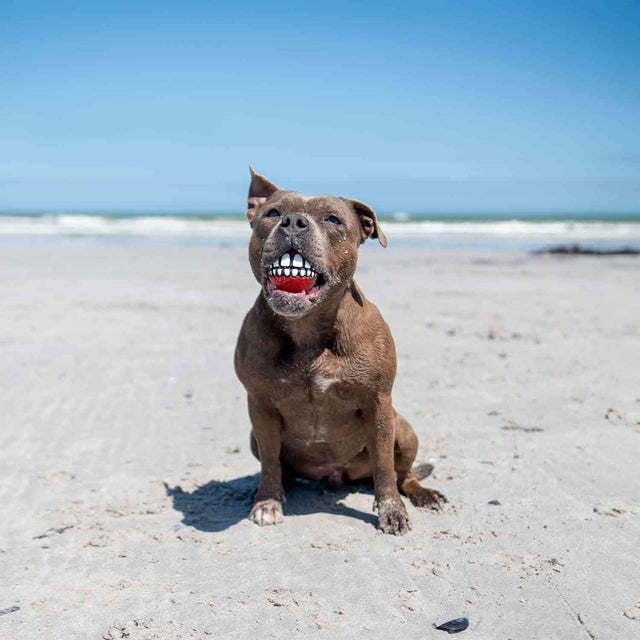 Smiling dog on the beach with a playful Rogz Grinz dog toy in its mouth, showcasing fun playtime.