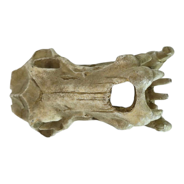 Realistic sabretooth skull aquarium ornament, perfect for home décor and aquarium setups.