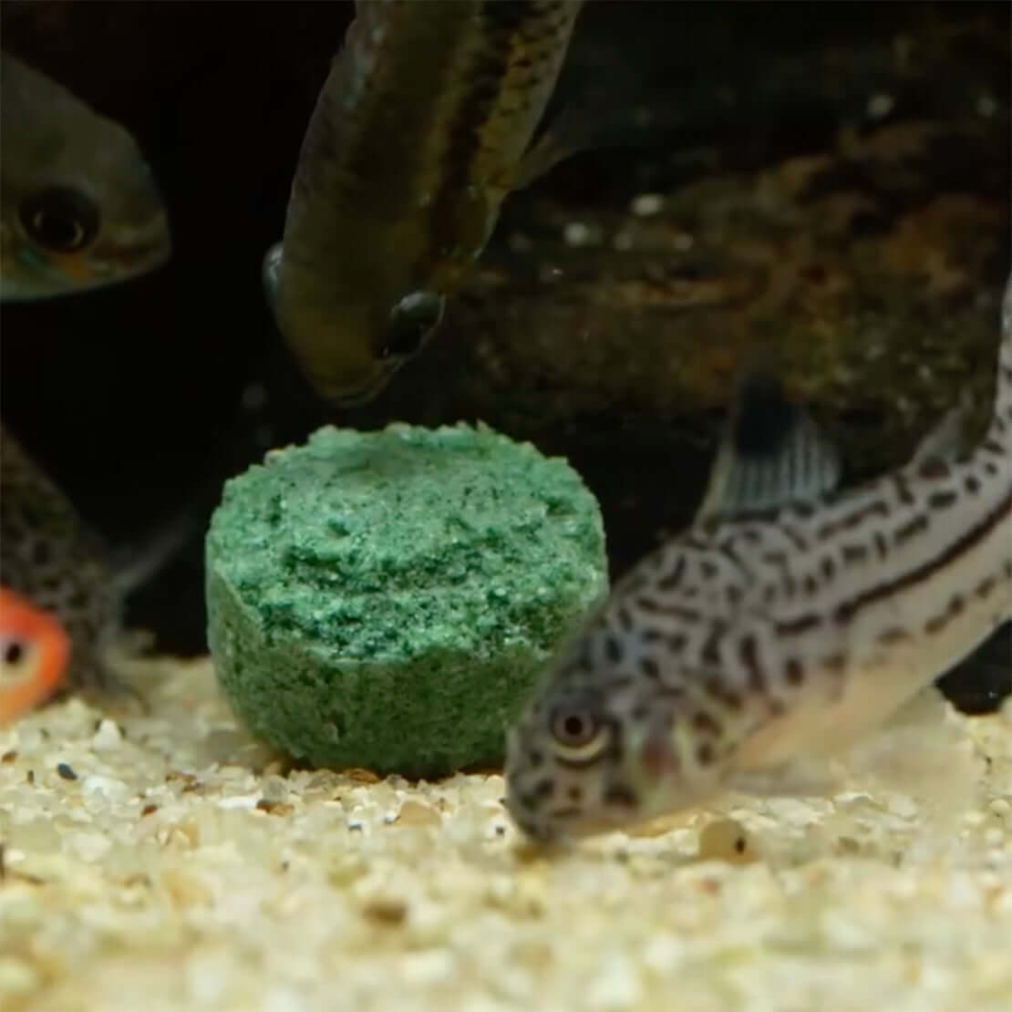 Seachem Herbivore Tabs 85g sinking tablet in aquarium with fish grazing on it