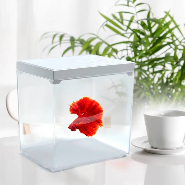 SOBO Mini Pet Box Betta Tank with LED showcasing a vibrant Siamese fighter fish in a stylish aquarium.