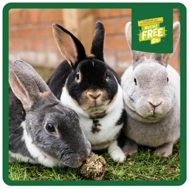 Three healthy rabbits enjoying playtime on grass, showcasing vibrant and happy pet companionship.