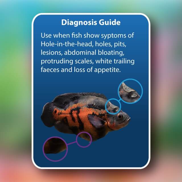 Diagnosis guide for NT Labs Octozin 250ml treatment of Hole-in-the-Head and Bloat in fish.