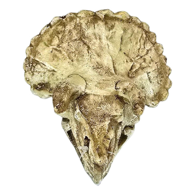 Detailed Triceratops skull aquarium ornament in beige color, mimicking weathered ancient bone for aquarium decoration.