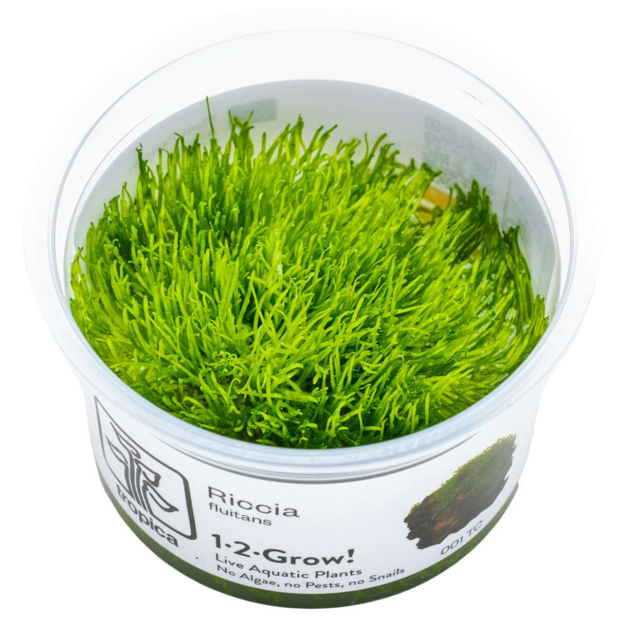 Tropica 001 Tissue Culture - Riccia fluitans in a closed cup, vibrant green aquatic plant for aquariums.
