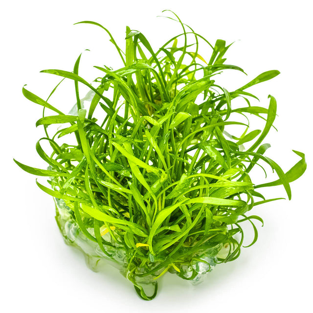 Tropica 002C Tissue Culture - Cryptocoryne Parva aquarium plant in tissue culture cup, vibrant green, suitable for aquariums.
