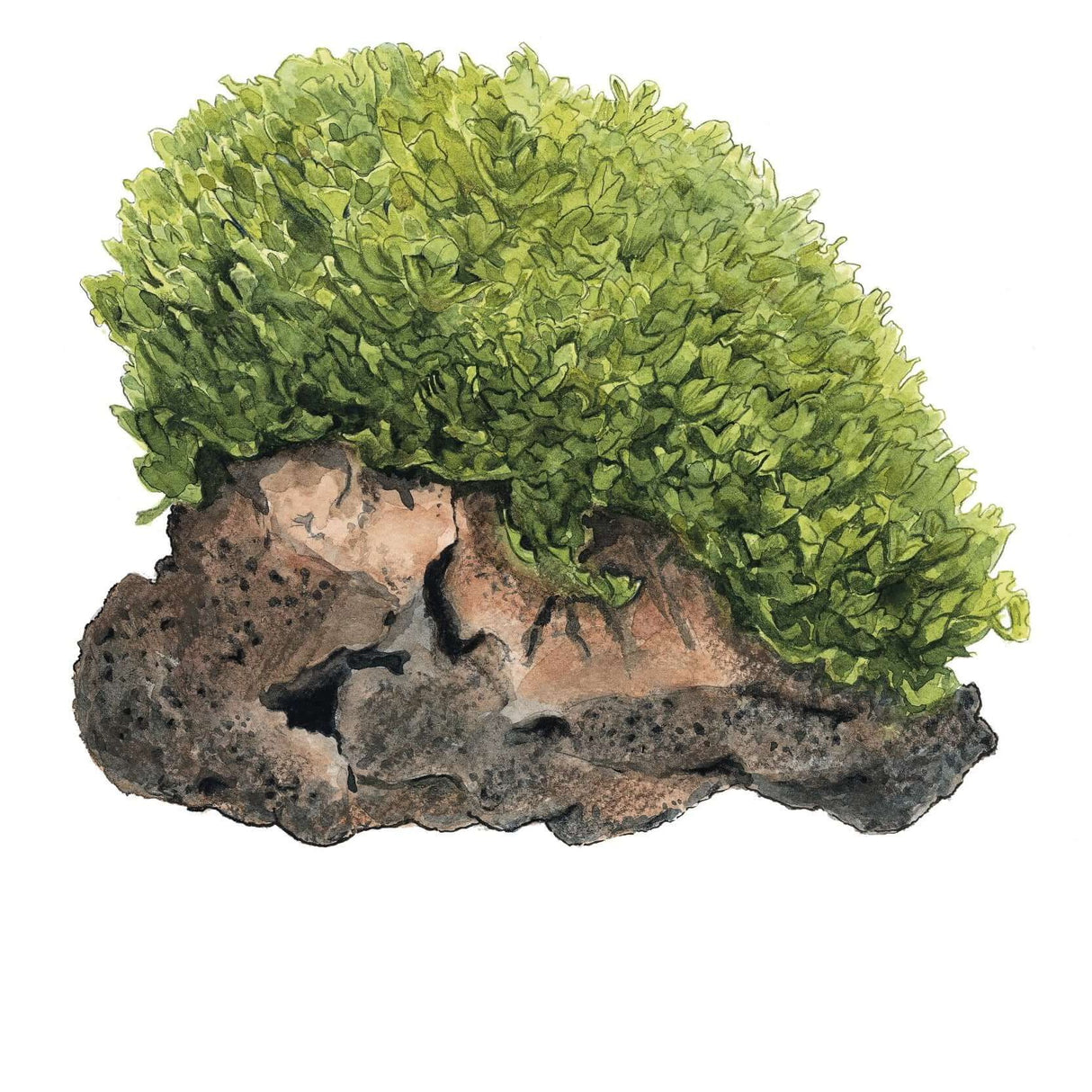 Tropica 002C Tissue Culture - Monosolenium tenerum liverwort with lush green foliage on rock.