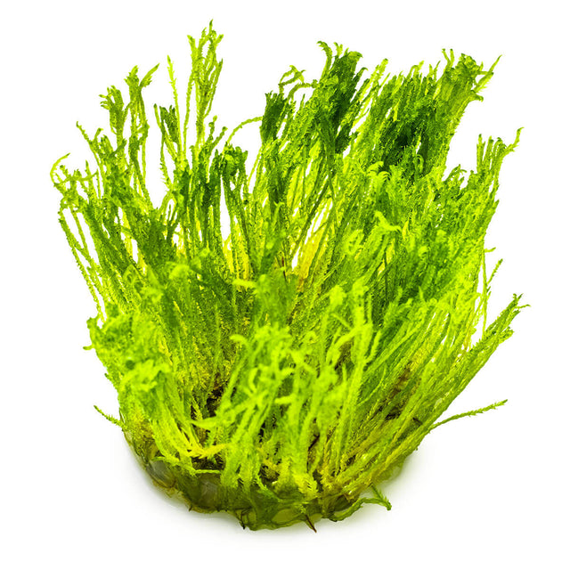 Tropica 003C Tissue Culture - Taxiphyllum alternans Taiwan Moss aquarium plant in tissue culture cup.