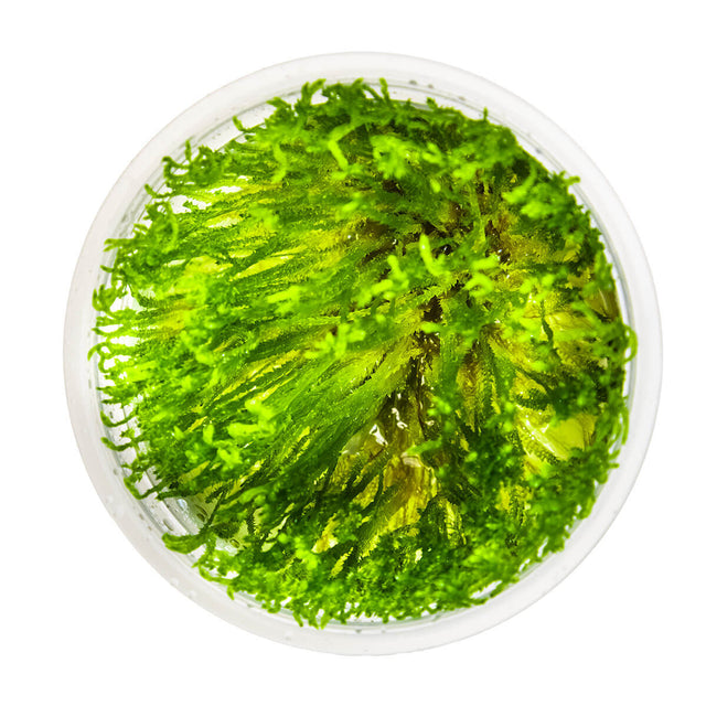 Tropica 003C Tissue Culture - Taxiphyllum alternans Taiwan Moss in a closed cup for aquarium decoration.