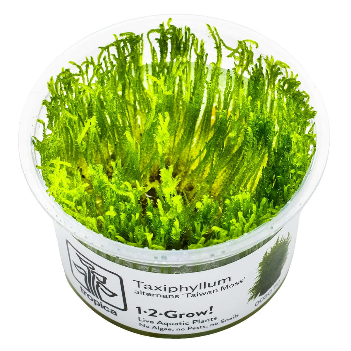 Tropica 003C Tissue Culture - Taxiphyllum alternans Taiwan Moss in a clear cup, ideal for aquarium decoration and moss walls.
