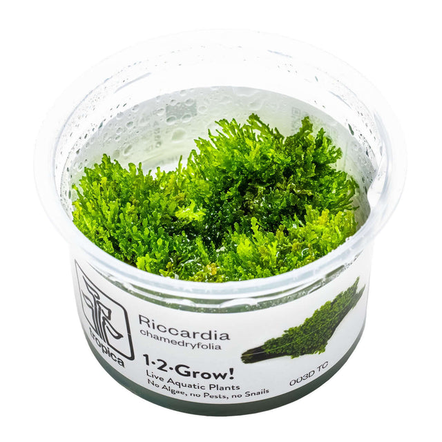 Tropica 003D Tissue Culture - Riccardia chamedryfolia in a closed cup, showcasing vibrant green liverwort moss.