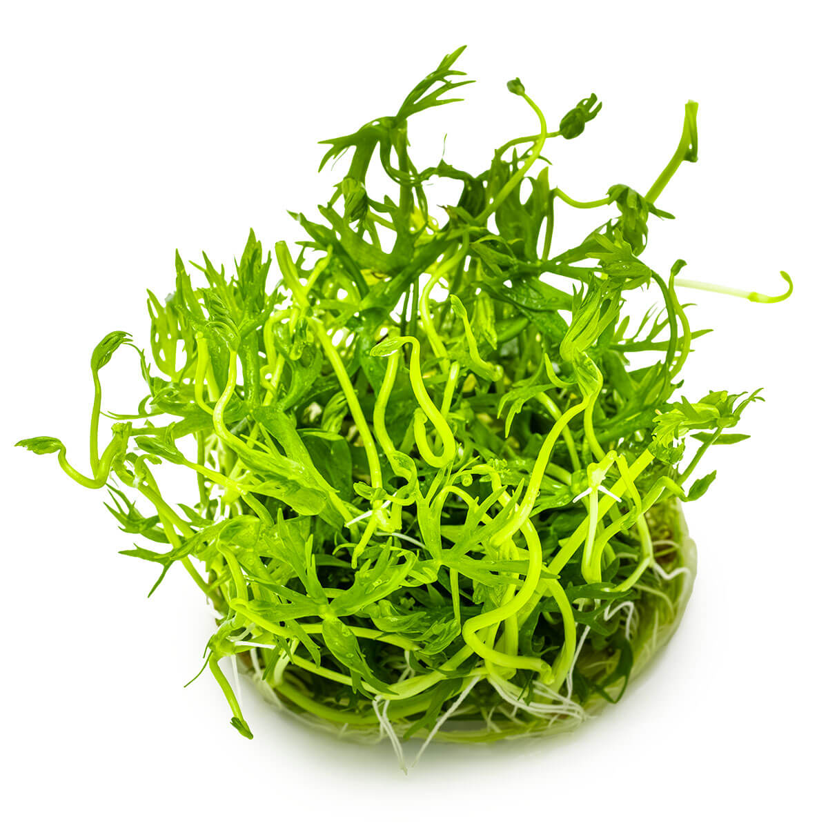 Tropica 022C Tissue Culture - Ranunculus inundatus aquarium plant in a closed cup with vibrant green leaves.