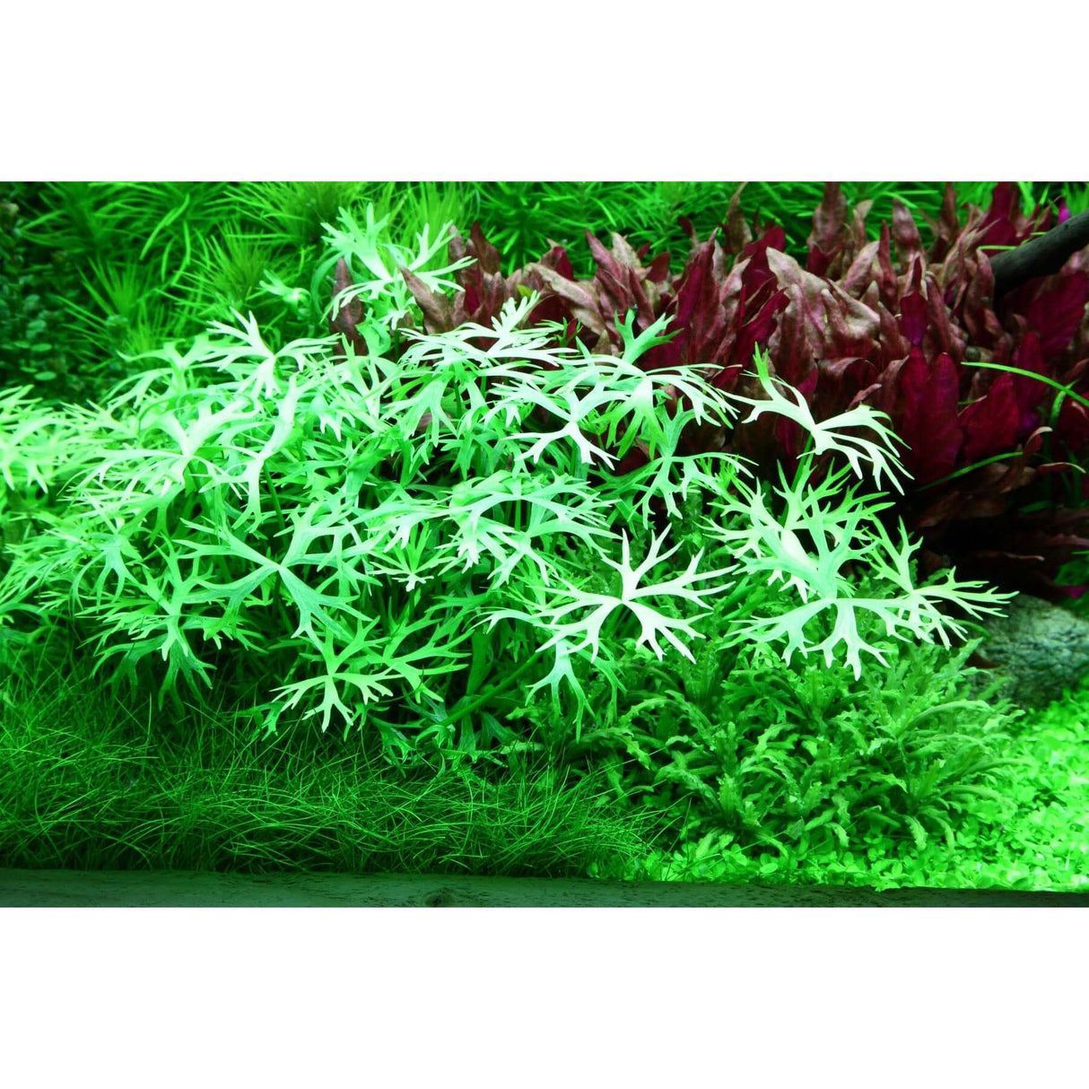 Tropica 022C Tissue Culture - Ranunculus inundatus aquarium plant in lush green environment.