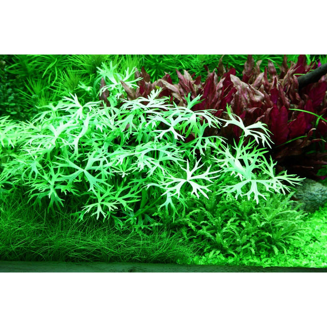 Tropica 022C Tissue Culture - Ranunculus inundatus aquarium plant in lush green environment.