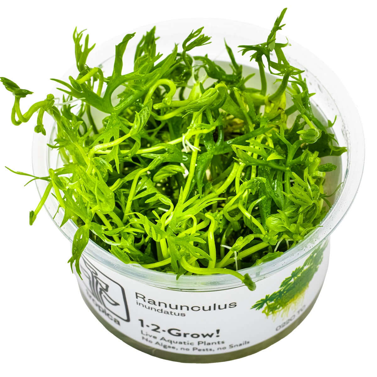 Tropica 022C Tissue Culture - Ranunculus inundatus in a clear cup, vibrant green aquatic plant for aquariums.