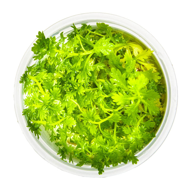 Tropica 027 Tissue Culture - Hottonia palustris aquarium plant in closed cup with vibrant green leaves.